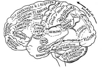 brain